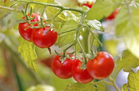 C Mo Sembrar Tomates En Una Maceta Pasos