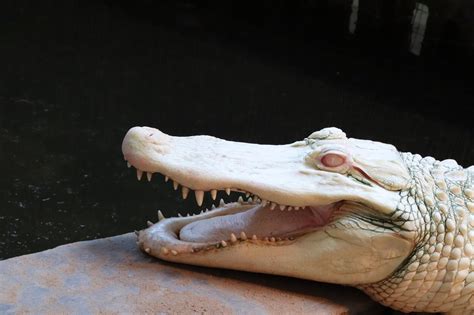 American Alligator Albino – Clyde Peeling's Reptiland