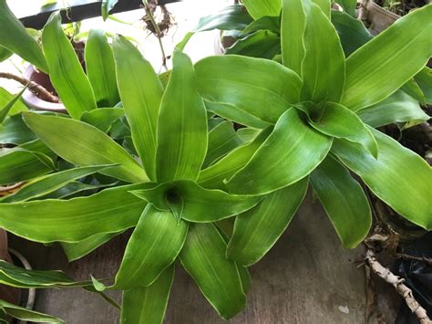 Callisia fragrans » Top Growing & Care Tips & Facts