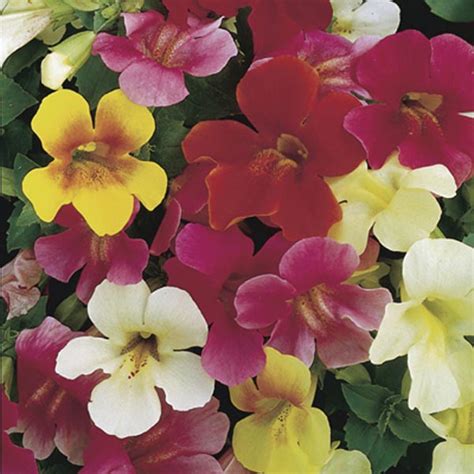 Mimulus, Monkey Flower (Mimulus hybrid) - MyGardenLife