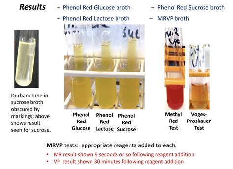 Solved Results Phenol Red Glucose Broth Phenol Red Sucrose Chegg