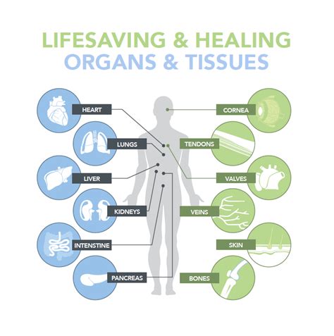 Preventing organ and tissue rejection | Donor Alliance