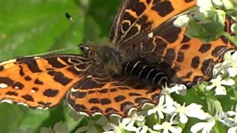 Map Butterfly Landkaartje Araschnia Levana Youtube