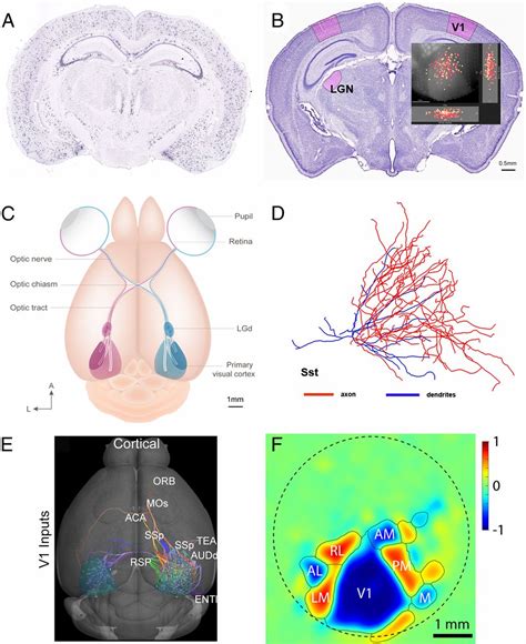 Inferring Cortical Function In The Mouse Visual System Through Large