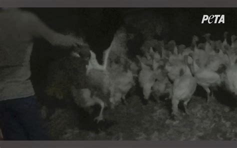 11 Turkey Farm Workers Charged With Cruelty Caught On Video The National Herald