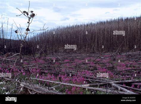 Fireweed Epilobium Angustifolium In Bloom After A Forest Fire In