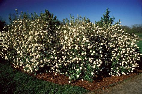 Alleghany Viburnum - Bushes & Shrubs