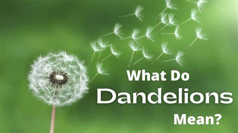 What Do Dandelions Mean The Spiritual Meaning And Symbolism Of Dandelions Youtube