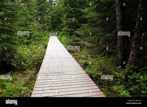 Hiking Trail Winner Creek Chugach National Forest Alaska Usa Stock