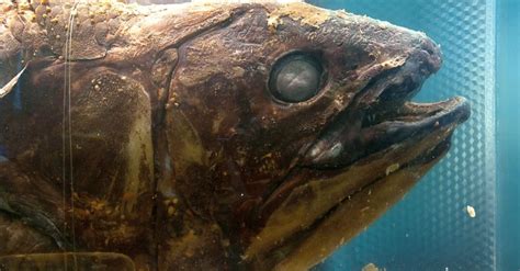 Coelacanth Animal Pictures | A-Z Animals