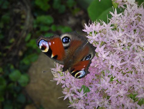 Free photo: Butterfly, Summer, Colored, Joy - Free Image on Pixabay ...