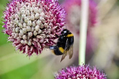 Abeja Flor Polinización Foto gratis en Pixabay Pixabay