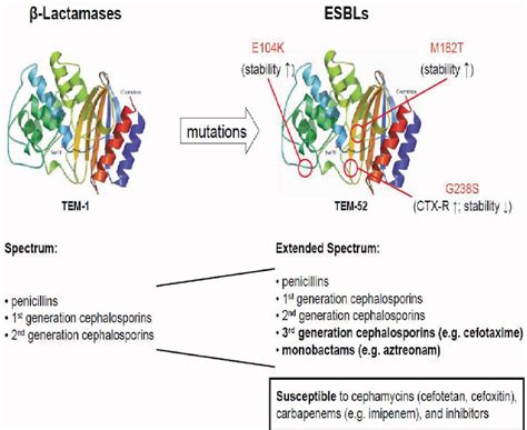 PDF Extended Spectrum Beta Lactamases Definition Classification And