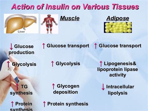 Etiology & pathogenesis of Diabetes Mellitus