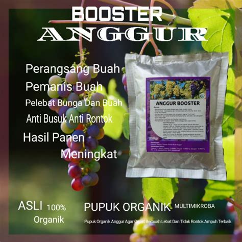 Jual Pupuk Anggur Cepat Berbuah Lebat Booster Anggur Supaya Rajin