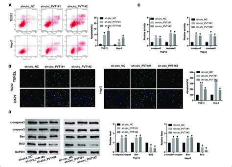 Circ Pvt1 Blockage Induces Apoptosis In Lc Cells A Flow Cytometry