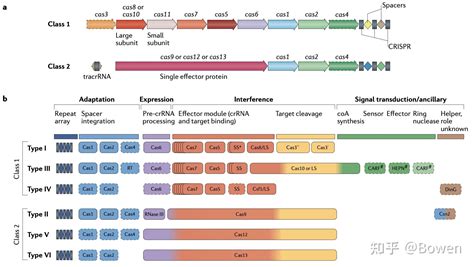 CRISPR Cas13系统的分类功能及应用 知乎