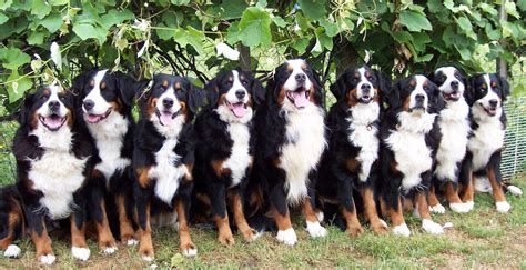 Bernese Mountain Dog Wallpapers - Wallpaper Cave
