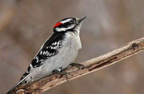 10 Species Of Woodpeckers In Michigan Identification And Habits