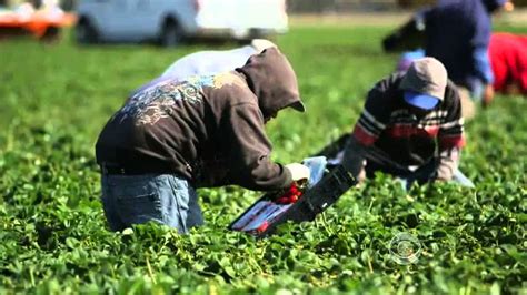 Farm Labor Shortage Hurting Food Production Youtube