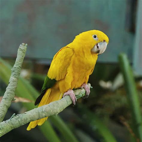 12 Best Types of Conure Birds - Pet This and That