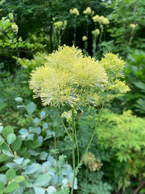 Meadow Rue Plant Varieties