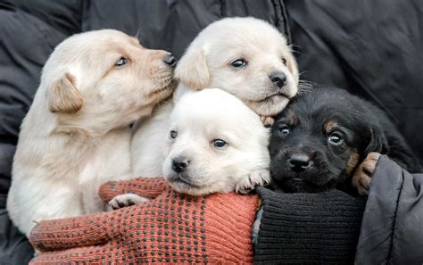 Verborgen Ziekten Waaraan Je Hond Kan Overlijden