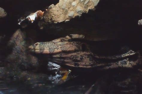 Huge water monitor lizard prowls the sewers (Video) | New York Post