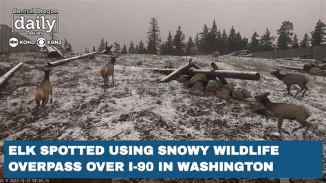 Elk Play In Snow On Washington State Interstate Wildlife Overpass Youtube