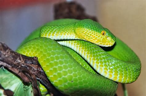 Trimeresurus albolabris ~ Reptiles World