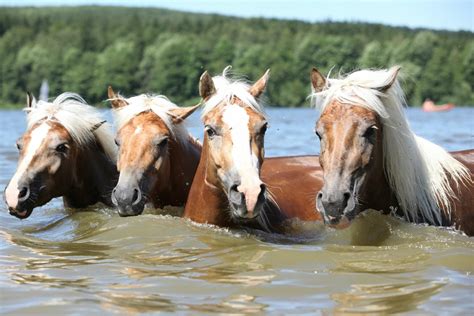 Seas The Day Do Horses Know How To Swim Horse Rookie