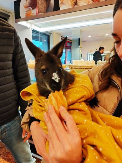 Jack Le Wallaby Est Devenu La Mascotte Des Boulangeries Locales