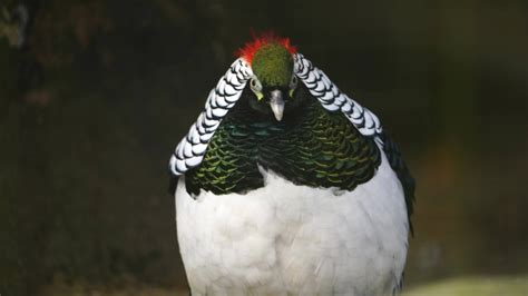 Lady Amherst's pheasant 36038877 Stock Video at Vecteezy