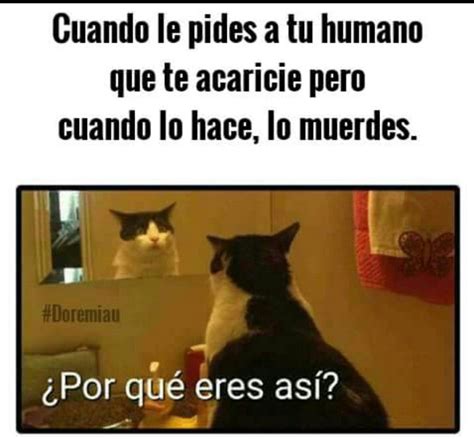 ¿por Qué Eres Así Imagenes De Humor Chiste De Gatos Chistes Tiernos