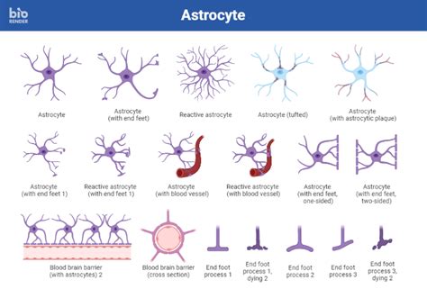 Icon Pack Astrocyte Biorender Science Templates