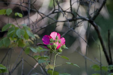 Pink Beauty Photograph By Vernis Maxwell Fine Art America