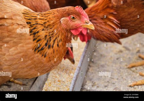 Free Range Organic Hens Chicken Pecking Eating Grain Feed Tray In A