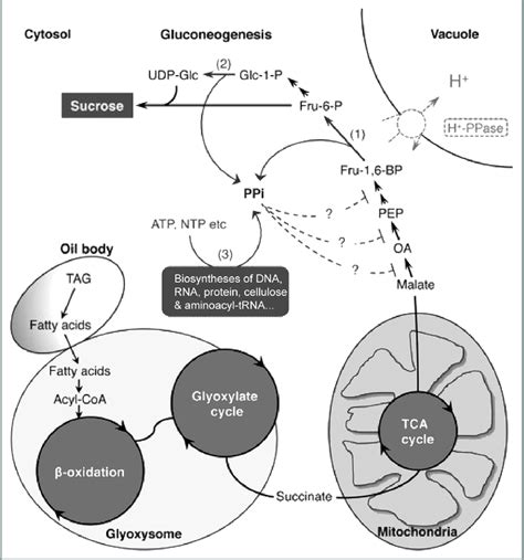 Schematic Model Of The Impact Of H PPase Loss Of Function On