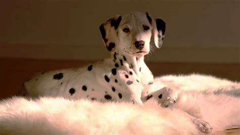 Free Dog Screensavers and Wallpaper - WallpaperSafari