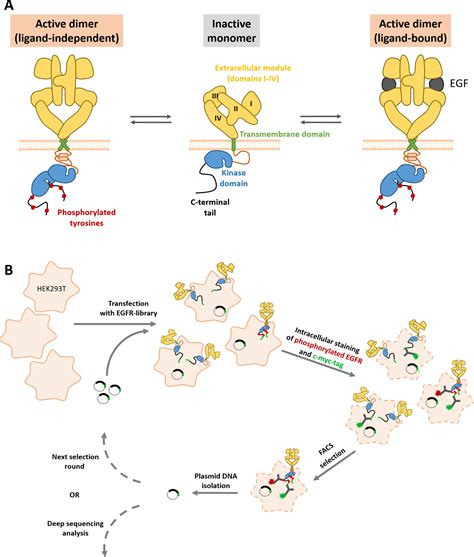 Identification Of Activating Mutations In The Transmembrane And