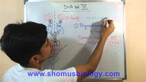 Dna Polymerase Structure