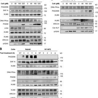 Requirement Of Lig For Dsb Stimulated Dna Pkcs Autophosphorylation In