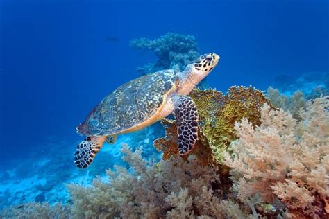 Monde Sous Marin Merveilleux Et Beau Avec Des Coraux Et Le Tropica