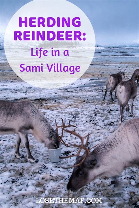 Life in a Sami Village: Herding Reindeer in Norway | Scandinavia travel ...