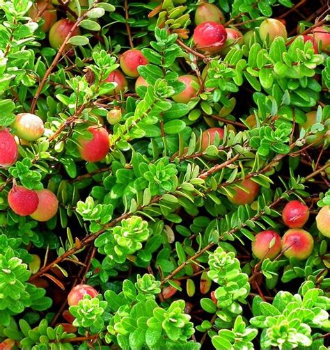 Vaccinium Macrocarpon Cranberry Farmyard Nurseries