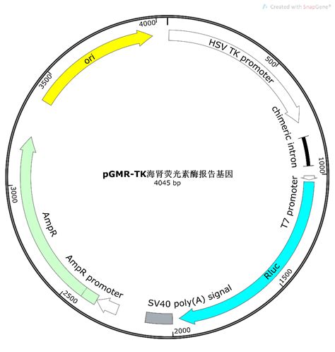 pGMLR TK海肾荧光素酶报告基因质粒 pGMLR TK luciferase reporter