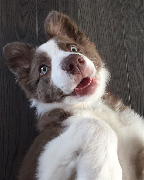 Chocolate Border Collie Puppy Border Collie Puppies Doggies Corgi