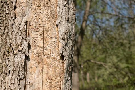 How to Grow and Care for Black Ash Tree