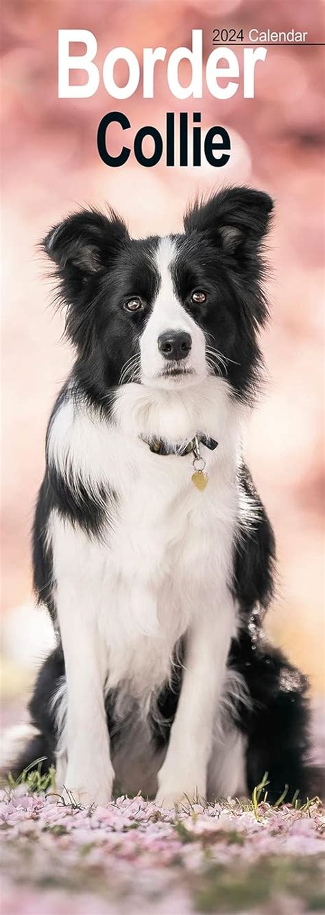 Border Collies Original Avonside Kalender Slimline