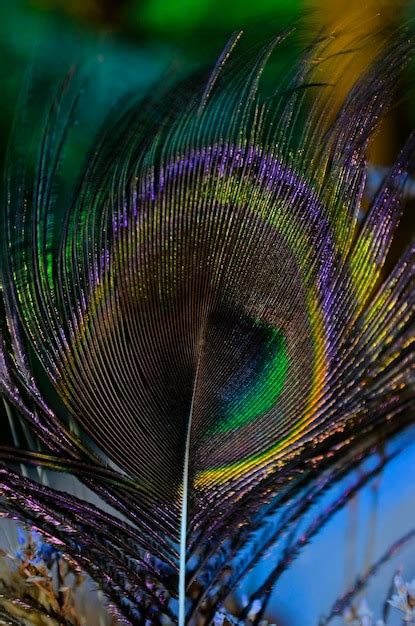 Premium Photo Close Up Of Peacock Feathers